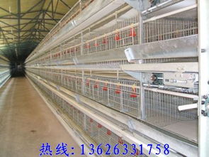 雞籠廠(chǎng)選購(gòu)指南 價(jià)格、樣式與工程機(jī)械設(shè)備研發(fā)趨勢(shì)